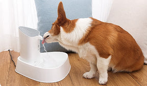 Pet water dispenser