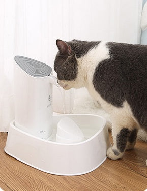 Pet water dispenser