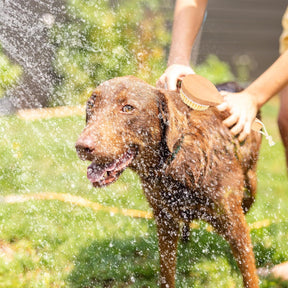 Premium Pet Shampoo Brush 